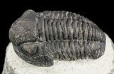 Gerastos Trilobite Fossil - Morocco #52111-2